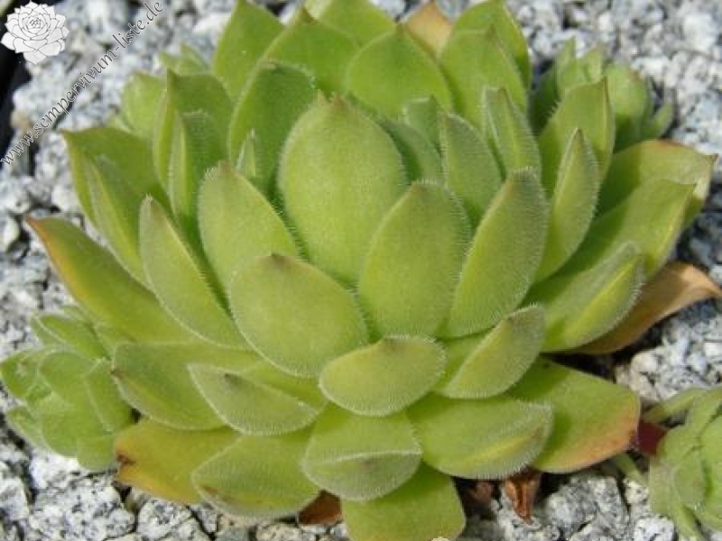 artvinense from Asagi Dagi