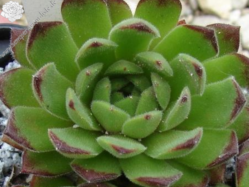 artvinense from road Ispir to Yusufeli