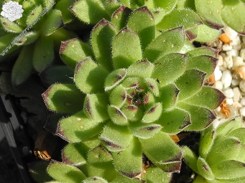 artvinense from road Ispir to Yusufeli