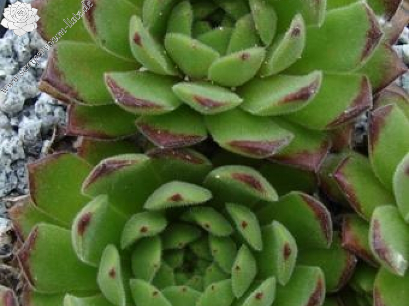 artvinense from road Ispir to Yusufeli