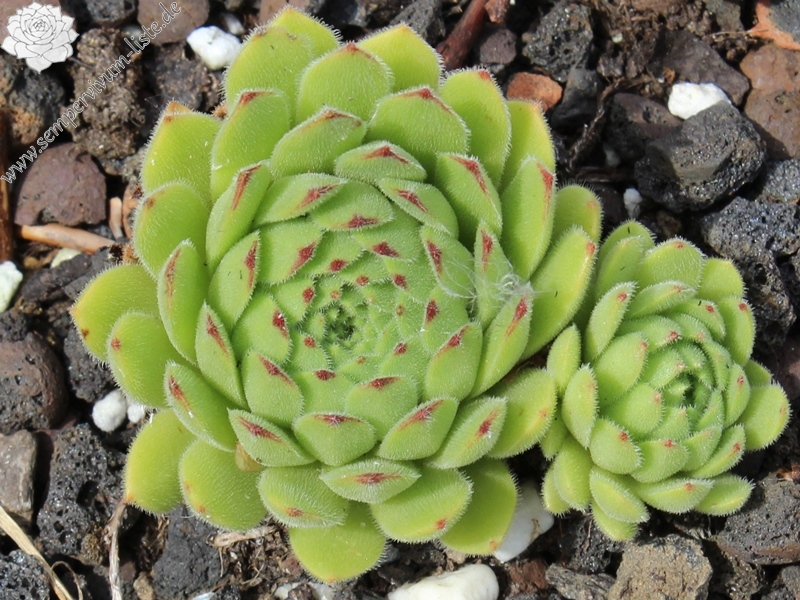 artvinense from road Ispir to Yusufeli