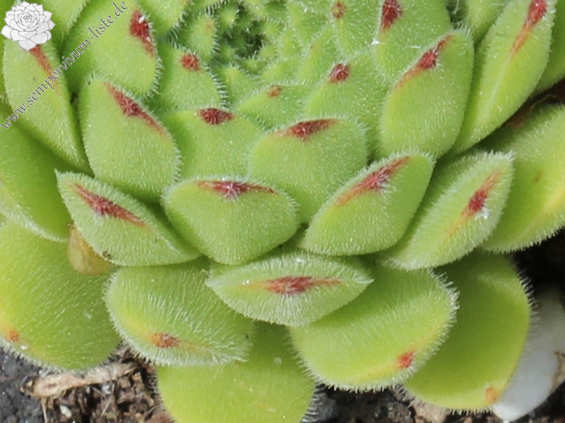 artvinense from road Ispir to Yusufeli