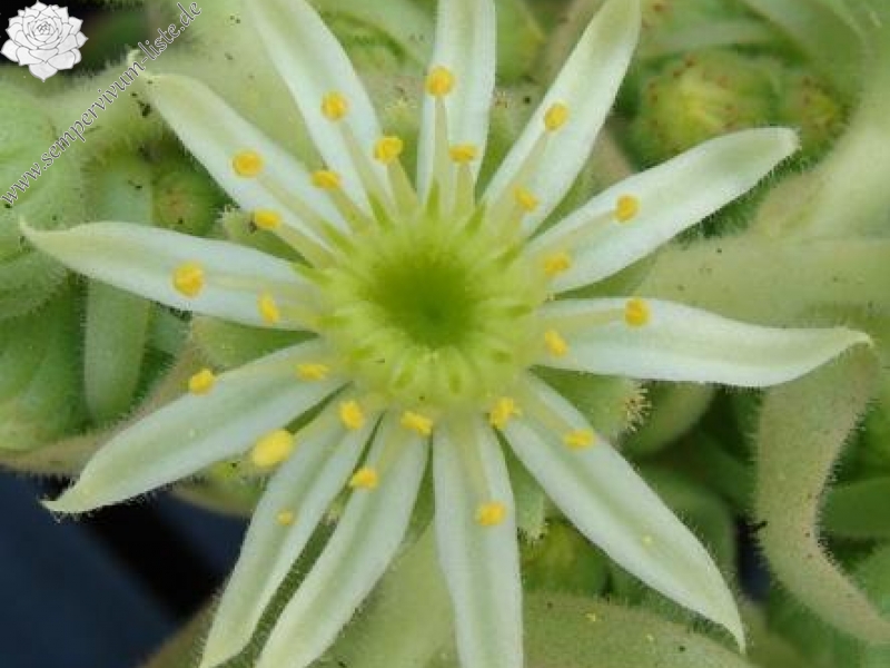 artvinense from road Ispir to Yusufeli