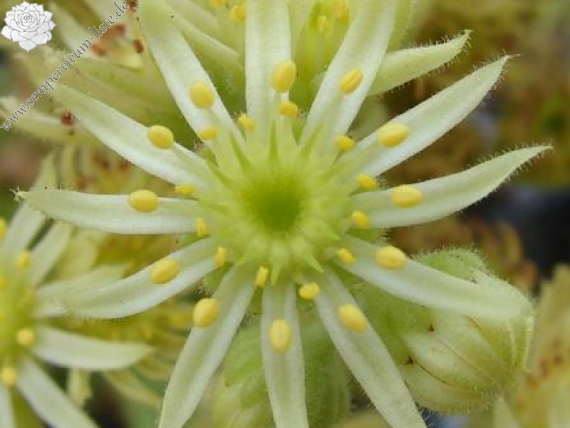 artvinense from road Ispir to Yusufeli