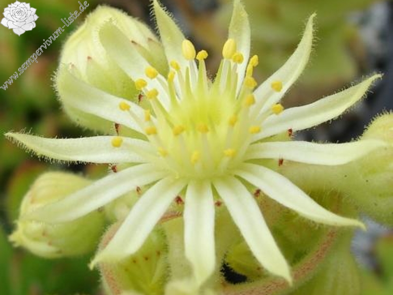 artvinense from road Ispir to Yusufeli