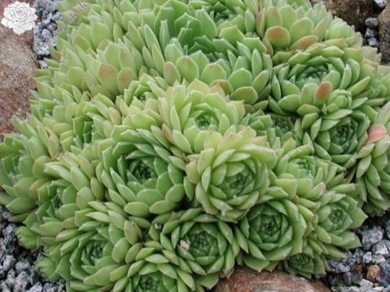 atlanticum from Duhemane