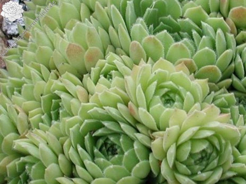 atlanticum from Duhemane