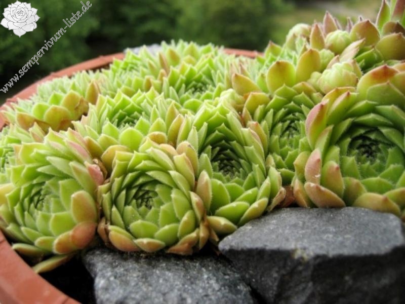 atlanticum from Oukaimeden