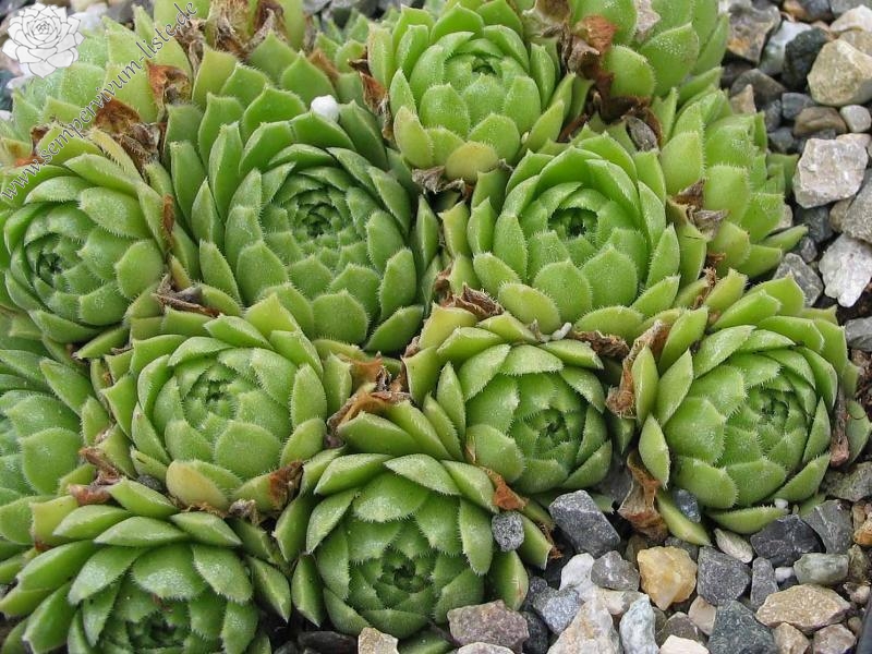 atlanticum from Oukaimeden