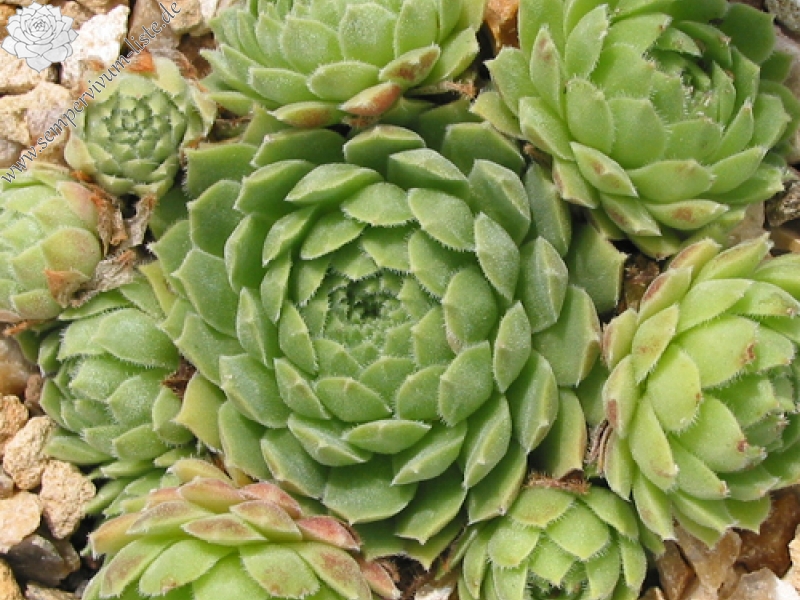 atlanticum from Oukaimeden