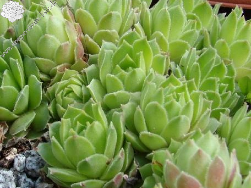 atlanticum from Tizi'n Tichka