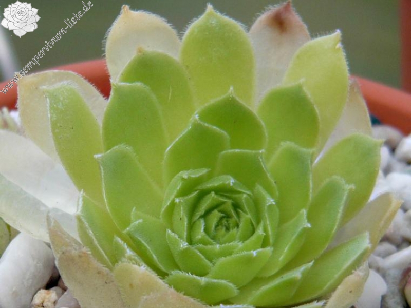 atlanticum from Tizi'n Tichka