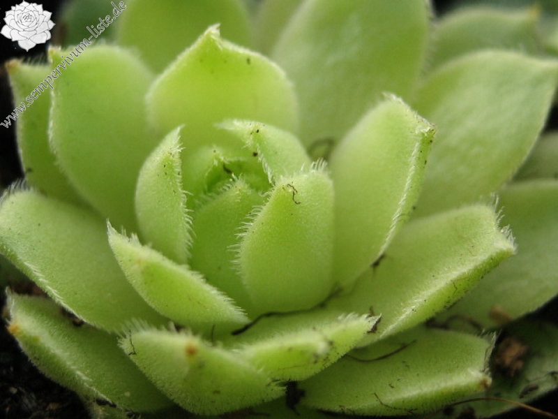 atlanticum from Tizi'n Tichka