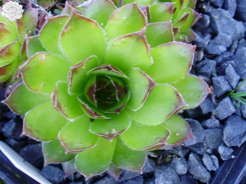 atlanticum