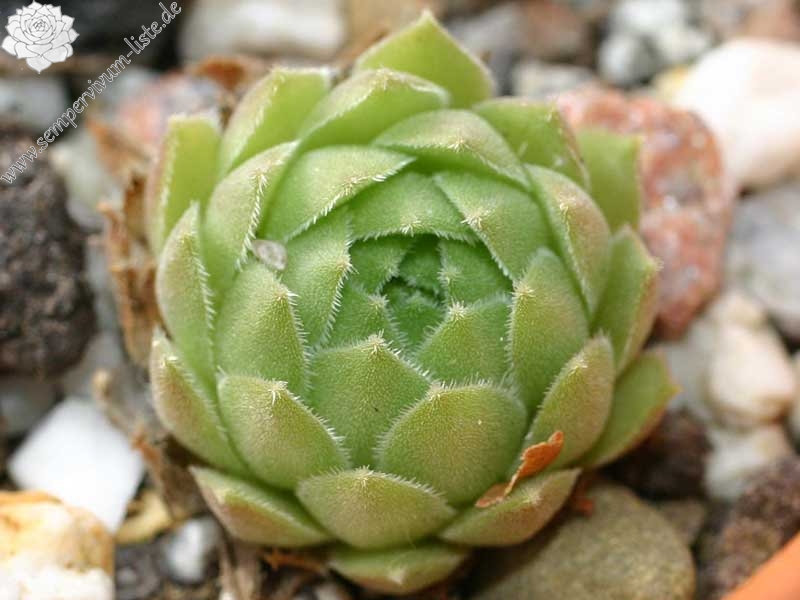 atlanticum