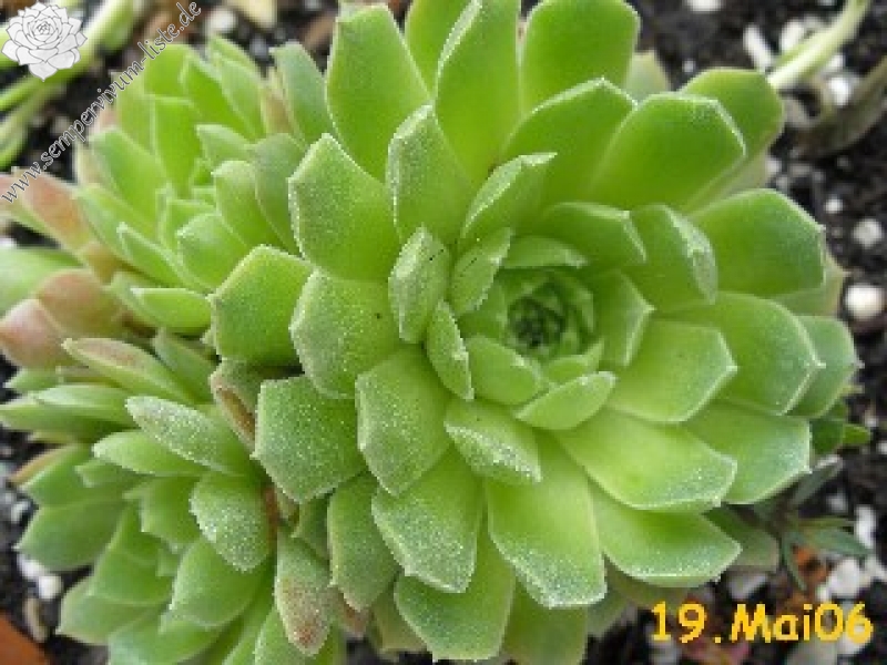 atlanticum