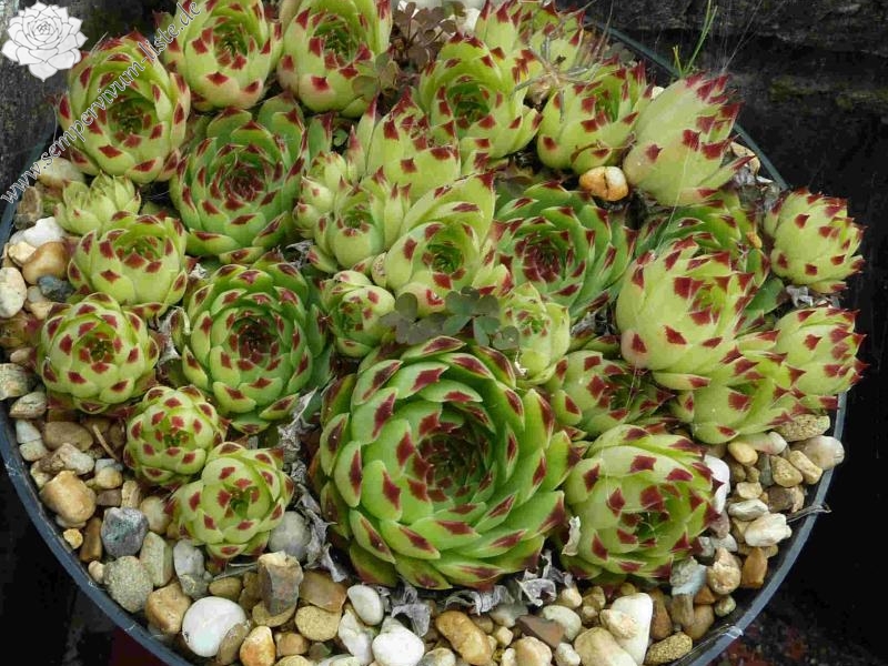 calcareum from Bairols 2