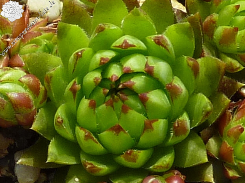 globiferum ssp. hirtum (tatrensis) from Baranec, 2000m