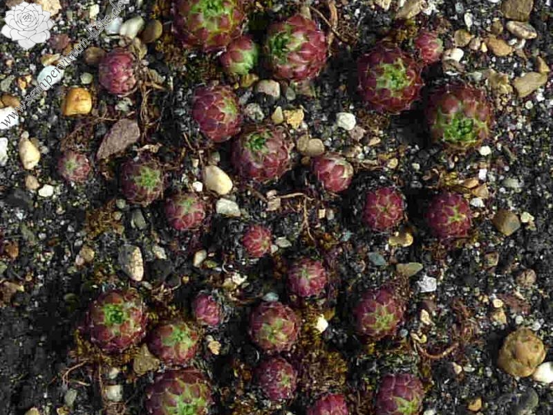 barbulatum from Lac de Gaube