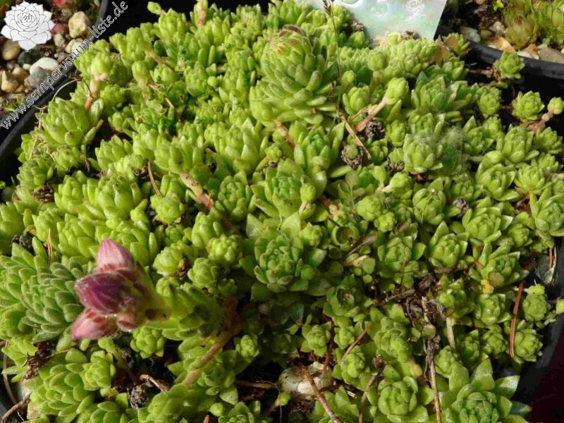 barbulatum from Lac de l'Oule