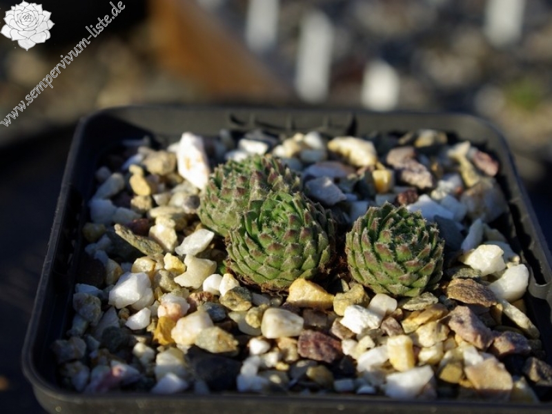 barbulatum from Lac de l'Oule