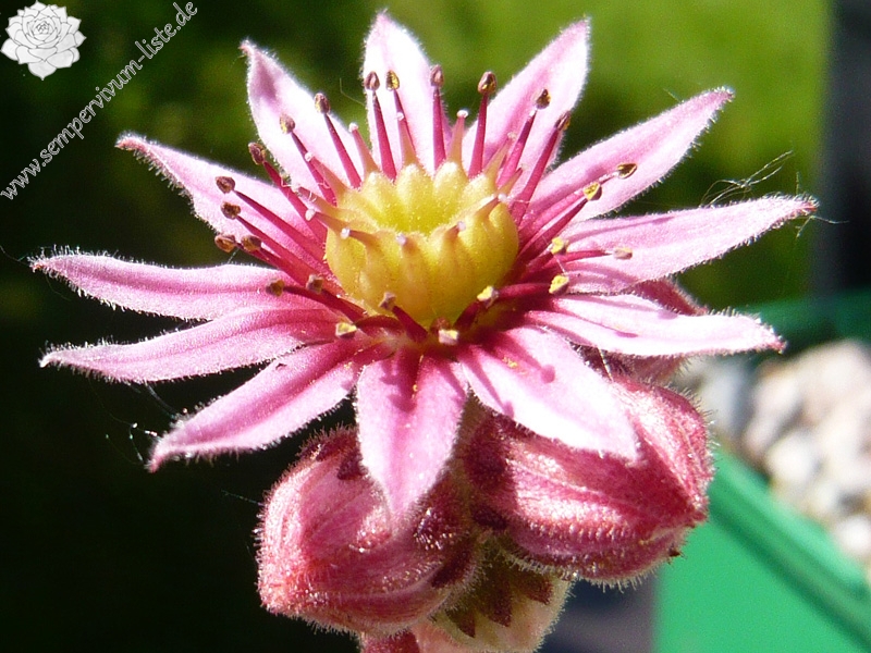 barbulatum from Lac de l'Oule