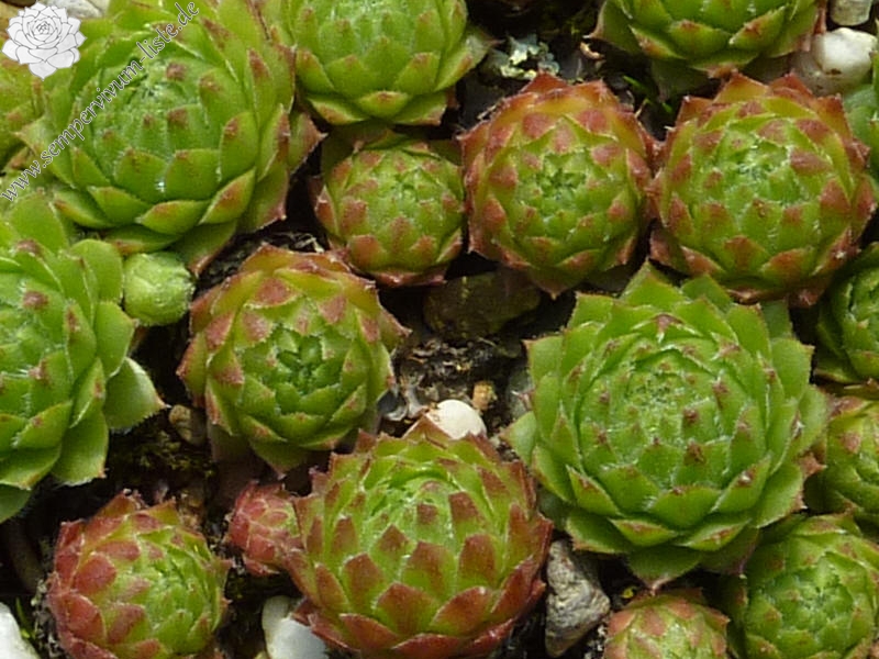 barbulatum from Martelltal