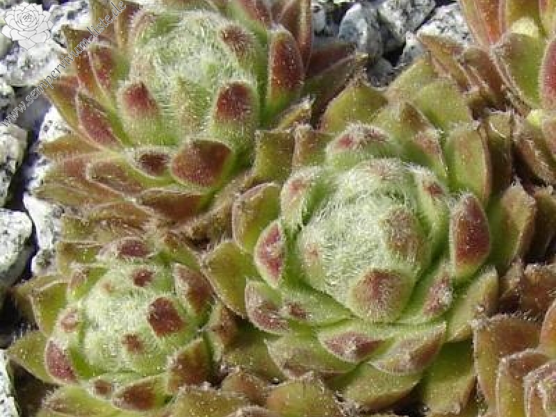 barbulatum from Nuria