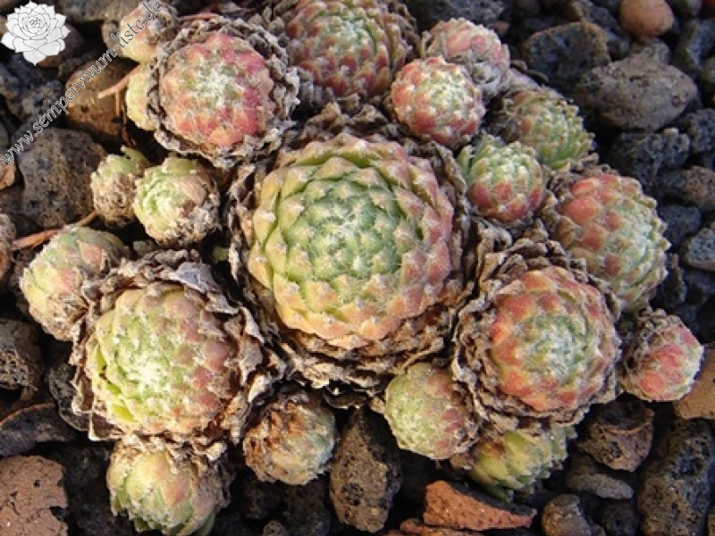 barbulatum from Nuria