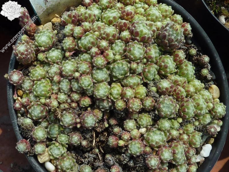 barbulatum from Nuria