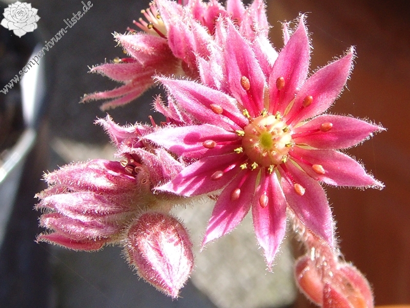 barbulatum from Nuria