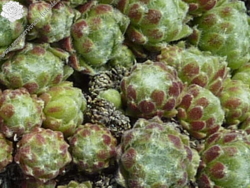 barbulatum from Nuria