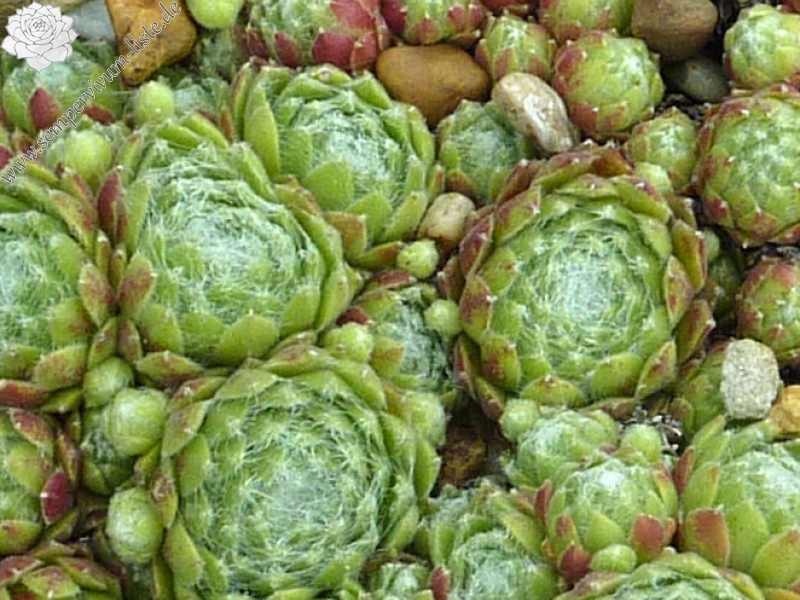 barbulatum from Pic du Midi de Bigorre