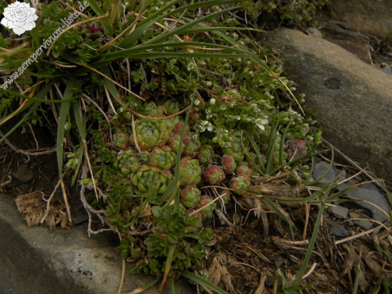 barbulatum from Port de Boucharo