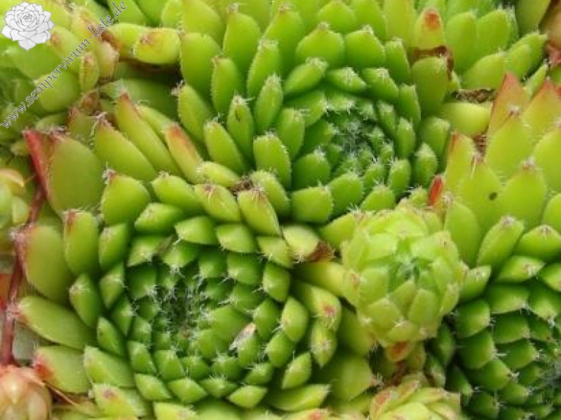 barbulatum from Val Veny