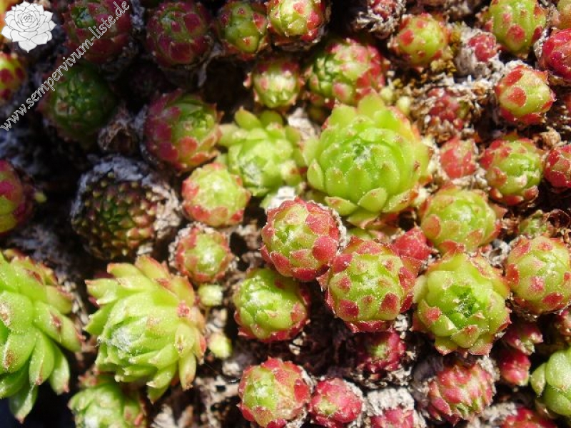 barbulatum