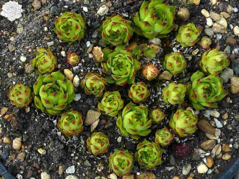 cantabricum ssp. urbionense from Berezales