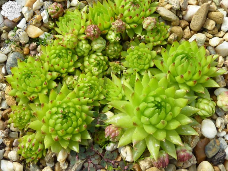 globiferum ssp. hirtum (tatrensis) from Biele Skaly