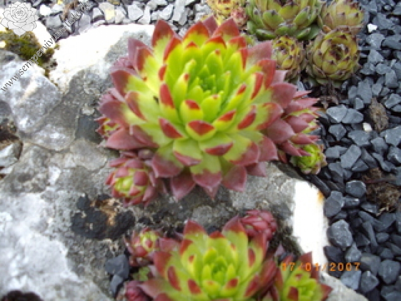 globiferum ssp. allionii from Esteng x S. glob. ssp. hirtum from Biele Karpaty SK