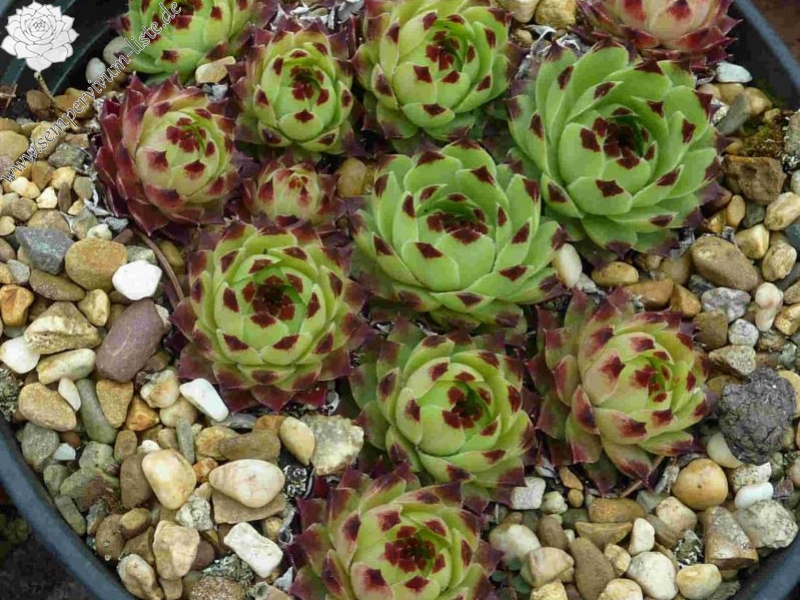 calcareum from Bourdeaux 2
