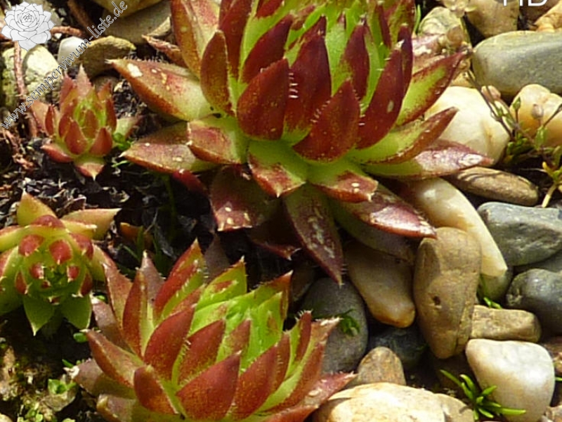 globiferum ssp. hirtum (tatrensis) from Baraniarky