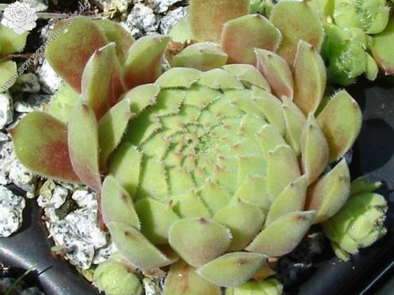 brevipilum from Akdağ (PH1324)