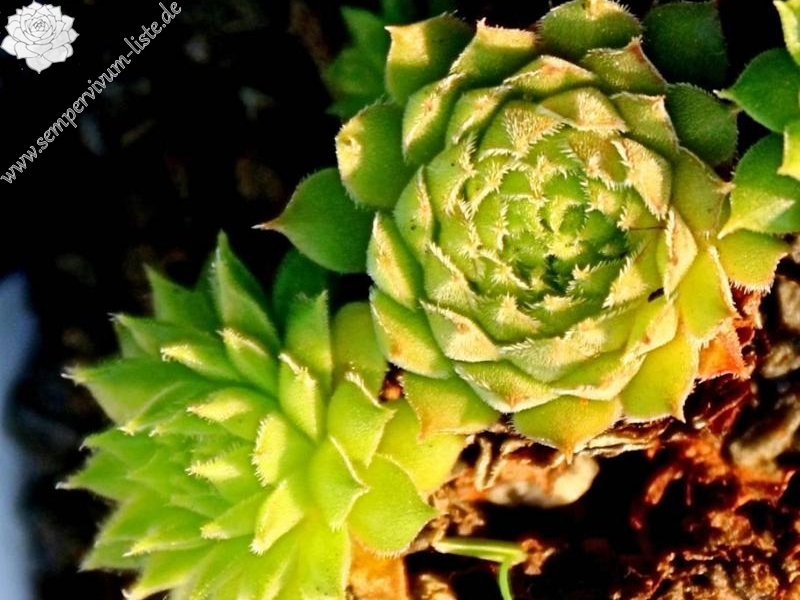 brevipilum from Akdağ (PH1324)