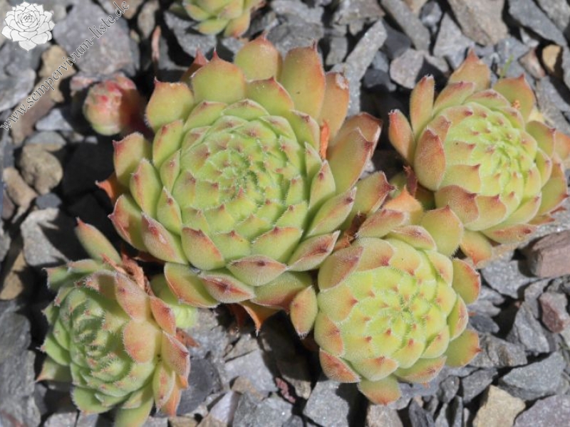 brevipilum from Akdağ (PH1324)