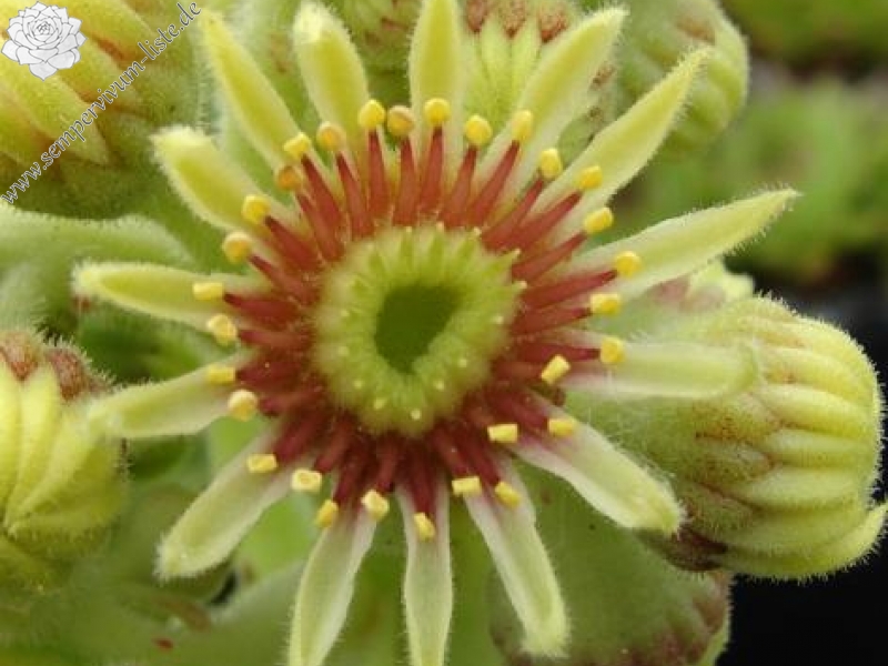 brevipilum from Akdağ (PH1324)