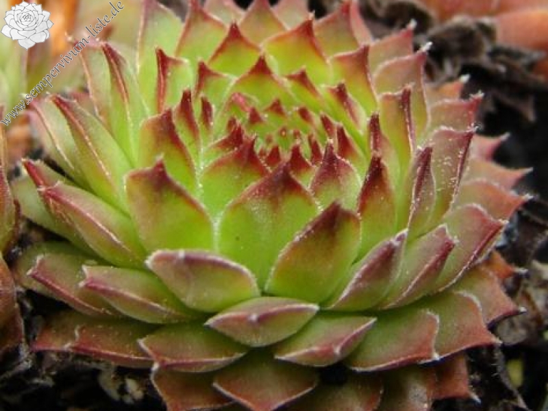 brevipilum from Akdağ (PH8043)