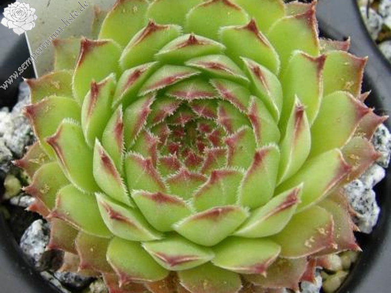 brevipilum from Akdağ (PH8043)