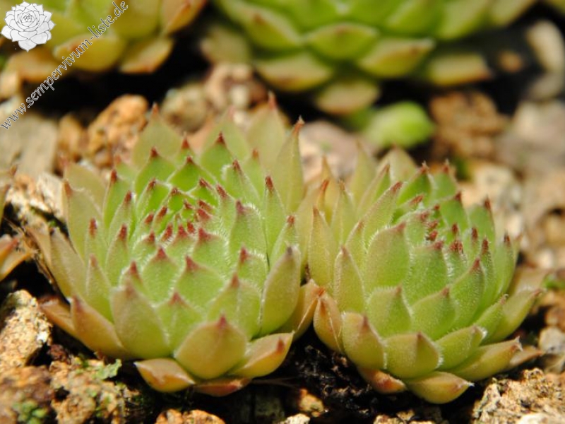 brevipilum from Akdağ (PH8043)