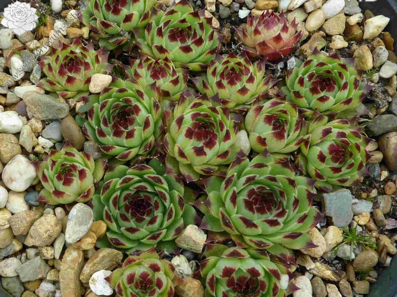 calcareum from Mont Brune