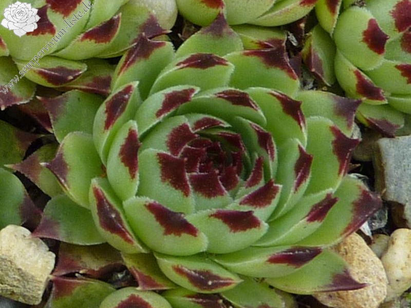 calcareum from Mont Brune